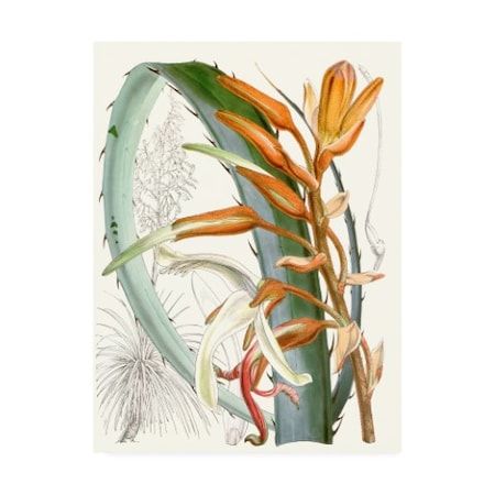 Curtis 'Tropical Variety Iii' Canvas Art,14x19